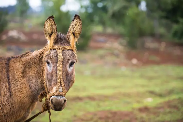 The Sin of Balaam